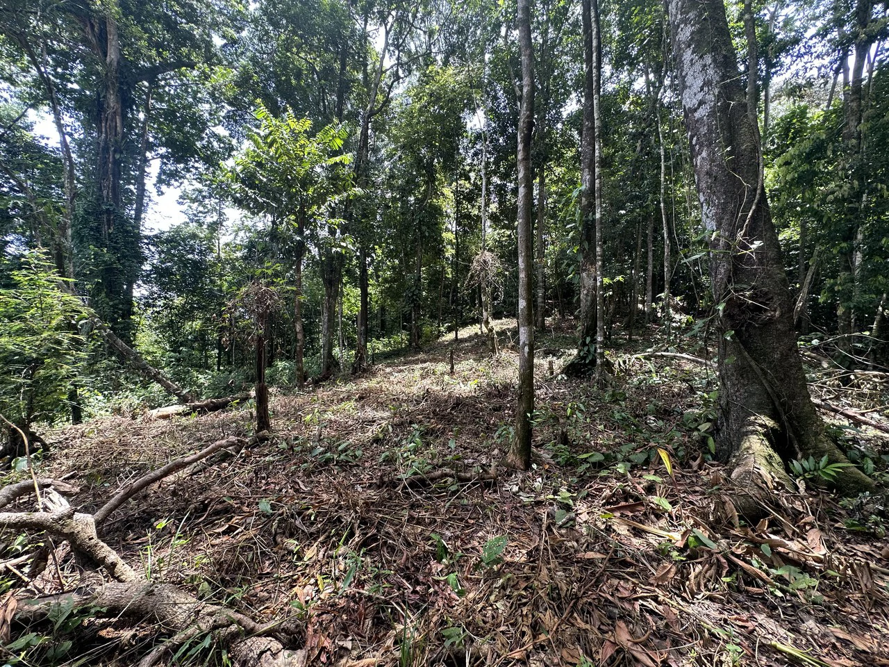 1.6 Acres Land Parcel in Ballena, Jungle Views.: Mountain Home Construction Site For Sale in Bahía Ballena - Gallery image 16
