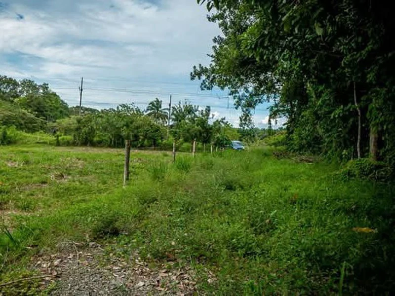 0.25 Acres Lots For Sale in La Amapola, Puerto Jimenez on Highway-245 - Gallery image 5