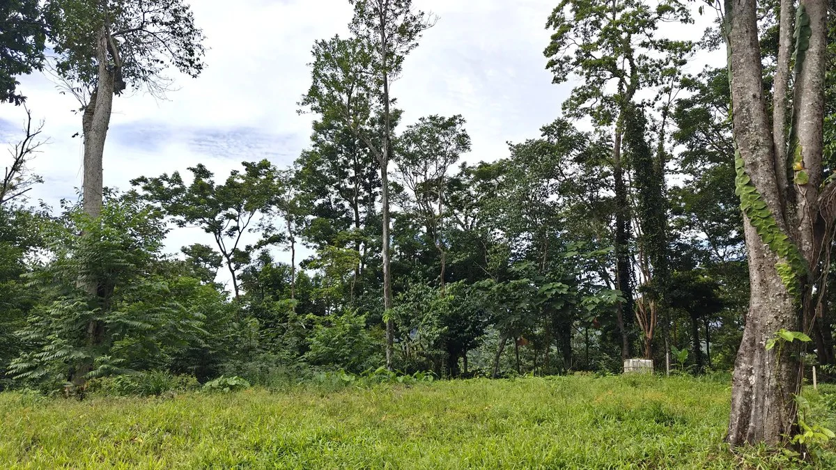 ID 345: 6,763m² Ocean View Development Land for Sale in Puerto Viejo - Gallery image 6