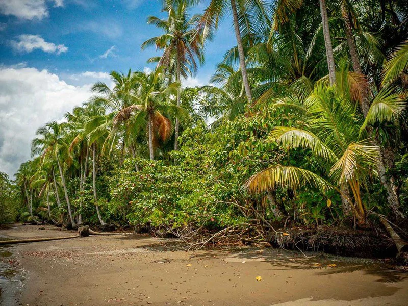 Titled Beach Property in the Osa - Gallery image 3