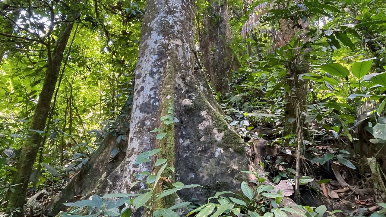 FINCA CERRO DEL TIGRE! OVER 20 ACRES OF PRIMARY FOREST AND WATERFALLS.: Mountain Agricultural Land For Sale in La Unión - Gallery image 23