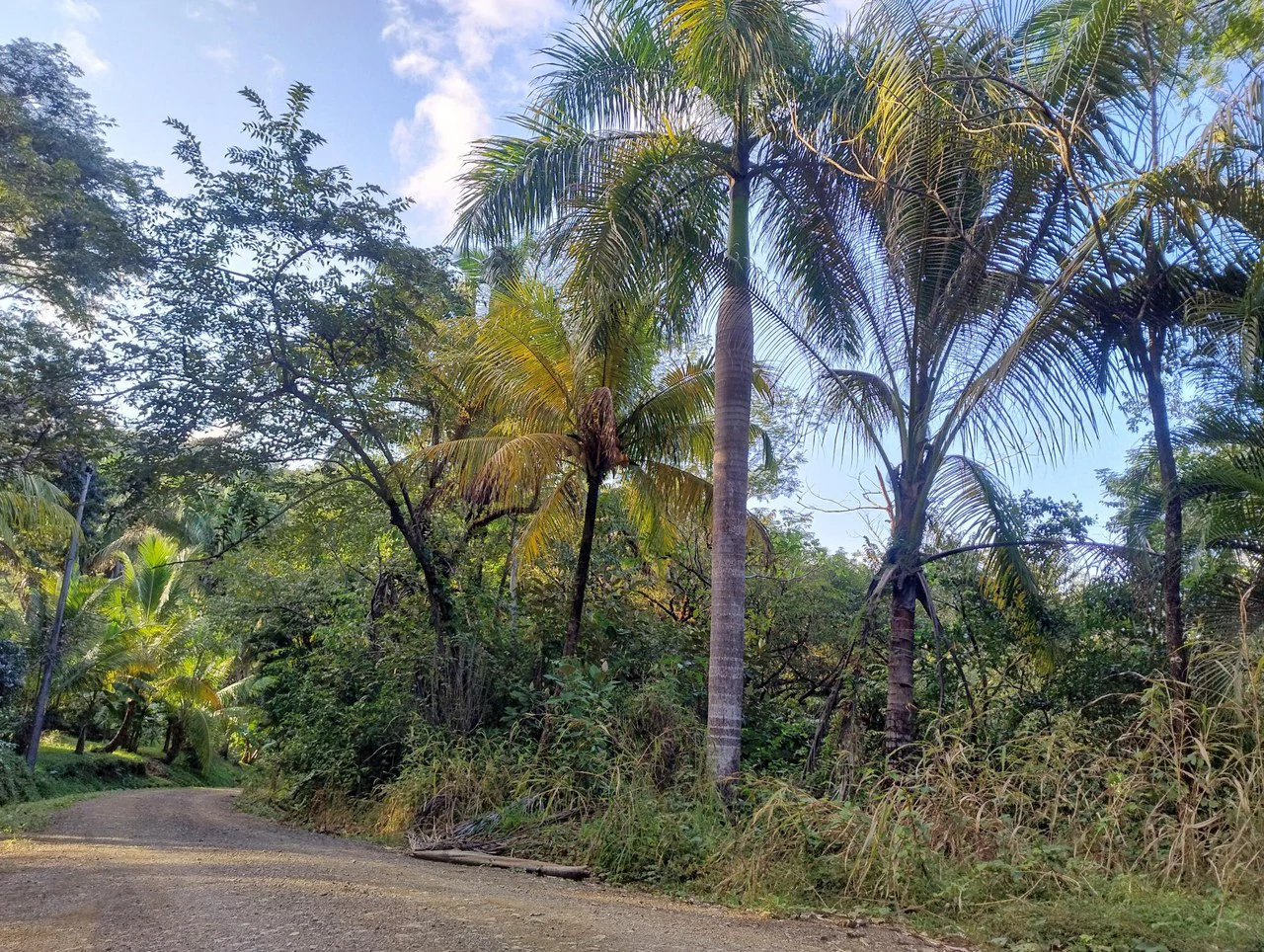 Gated Community Jungle View Lot: Near the Coast Home Construction Site For Sale in Sámara - Gallery image 4