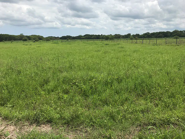 Property close to Liberia and Discovery Park - Gallery image 15