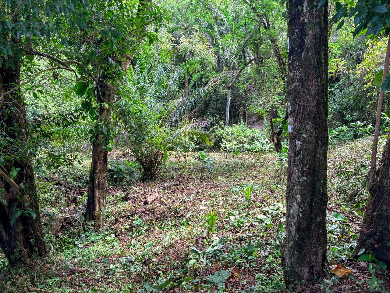 3.6 Acre Ocean View, Near the Beach & Cool Mountain Elevation: Mountain Home Construction Site For Sale in Lagunas - Gallery image 18
