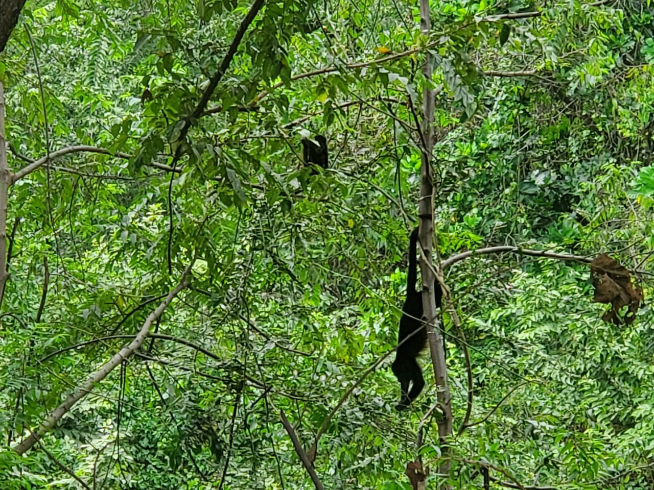 Playa Carrillo Lot: 200 meters to Playa Carrillo - Gallery image 16