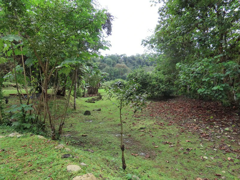 Land For Sale in Dos Brazos, Puerto Jimenez, Ideal For Home Surrounded by Nature - Gallery image 18
