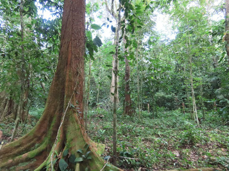 0.25 Acres Lots For Sale in La Amapola, Puerto Jimenez on Highway-245 - Gallery image 12