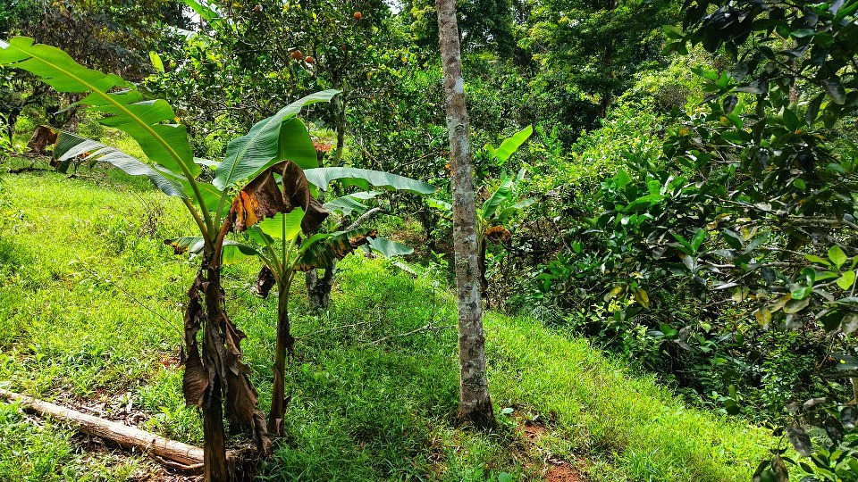 Home Construction Site For Sale in San Rafael Norte - Gallery image 4