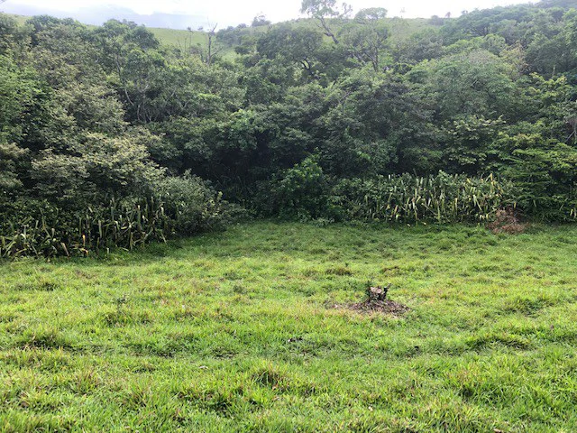 Warm Spring Mountain Property in a tropical landscape and antique wooden house,  50 minutes from Liberia city - Gallery image 17