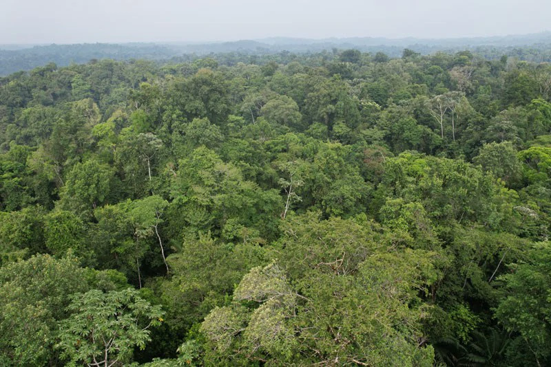 34-Acres of Forest For Sale in Riyito de Puerto Jimenez - Gallery image 2