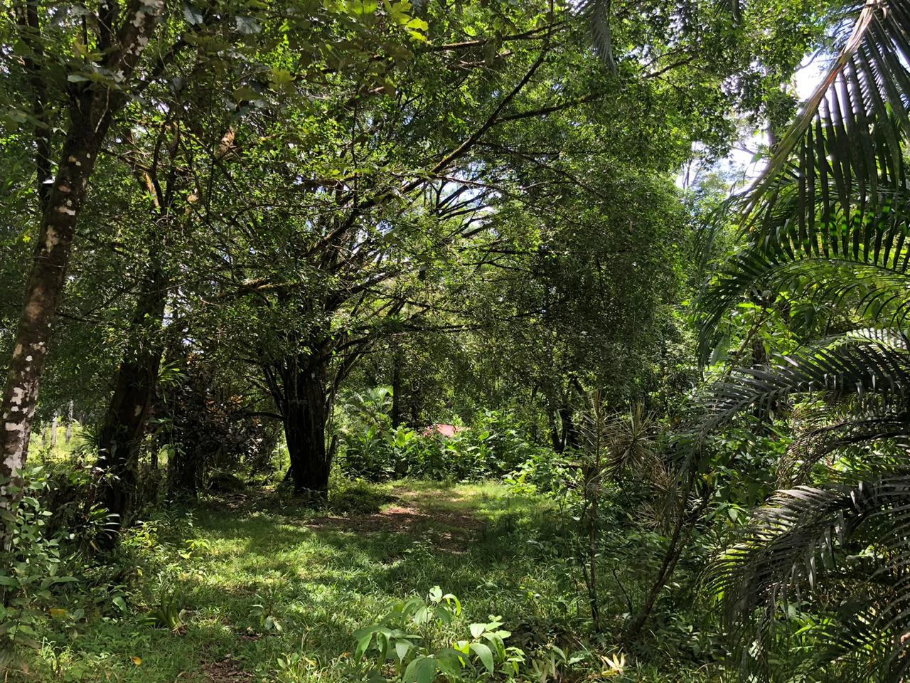 Hot Springs Property in Dos Ríos de Upala – Excellent Investment Opportunity - Gallery image 36