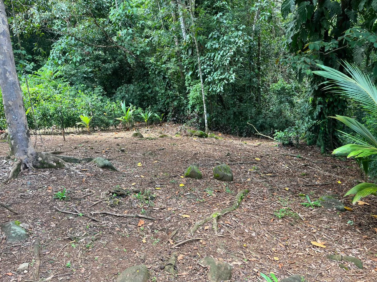 Turnkey Jungle lot in Downtown Uvita - Gallery image 7