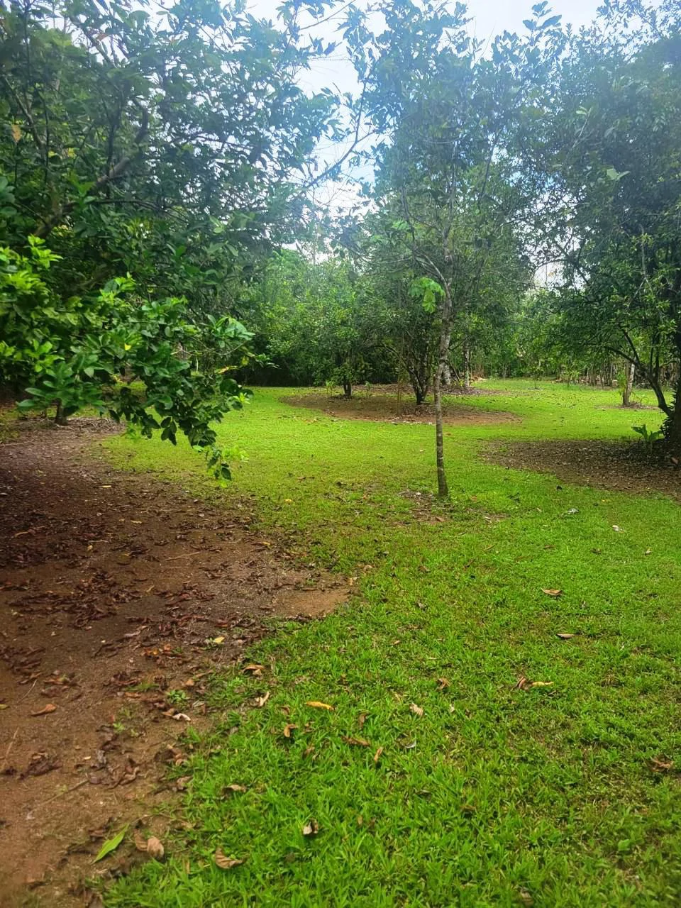 Tropical Fruit Farm in Playa Cañaza Build Your Dream Home in Paradise - Gallery image 10