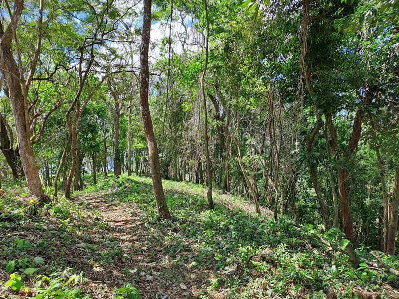 Lote Mirador # 2: Breathtaking Lot with Stunning Ocean Views, Large Building Pad, just 30 minutes from Samara Beach - Gallery image 5