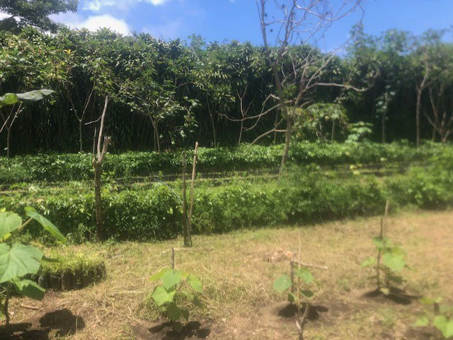 Coffee Farm in Monteverde is a full working Business - Gallery image 29