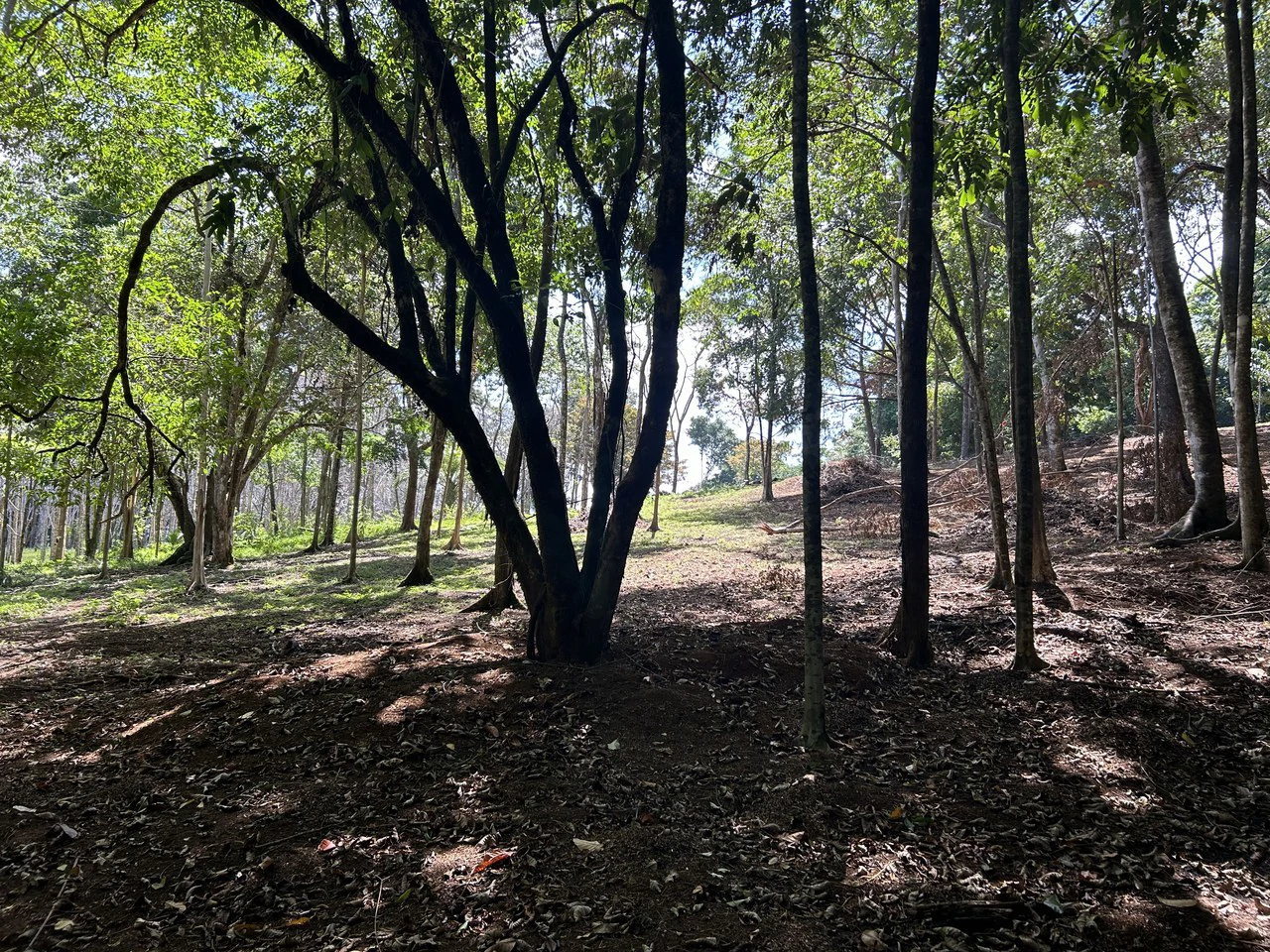 Cabo Matapalo:  3.8 Acre Ocean View Lot In Peninsula De Osa, Golfo Dulce - Gallery image 21