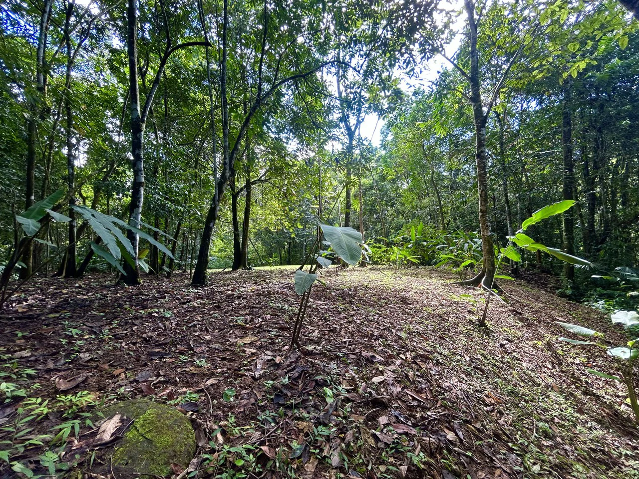 Selva Vista Estate: 5.9 Acres of Wild Beauty - Gallery image 18