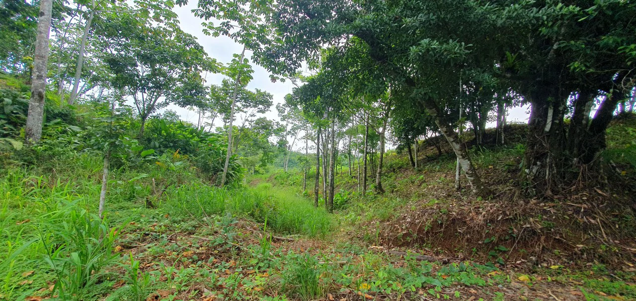 GULF VIEW PROPERTY IN PUERTO JIMENEZ, COSTA RICA - Gallery image 9