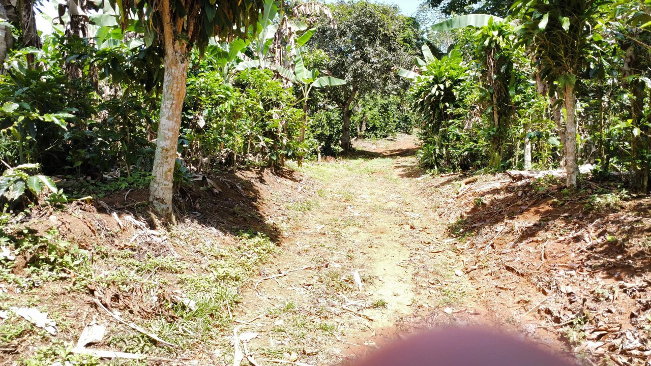 Propiedad en San Rafael de Platanares, Costa Rica: Mountain Home Construction Site For Sale in San Rafael - Gallery image 4