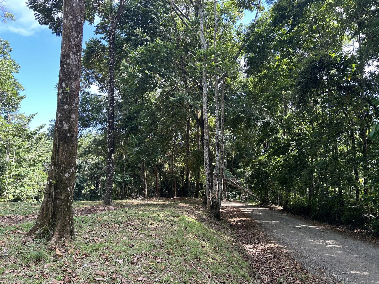 Cabo Matapalo: Jungle View Lot Priced To Sell! - Gallery image 15