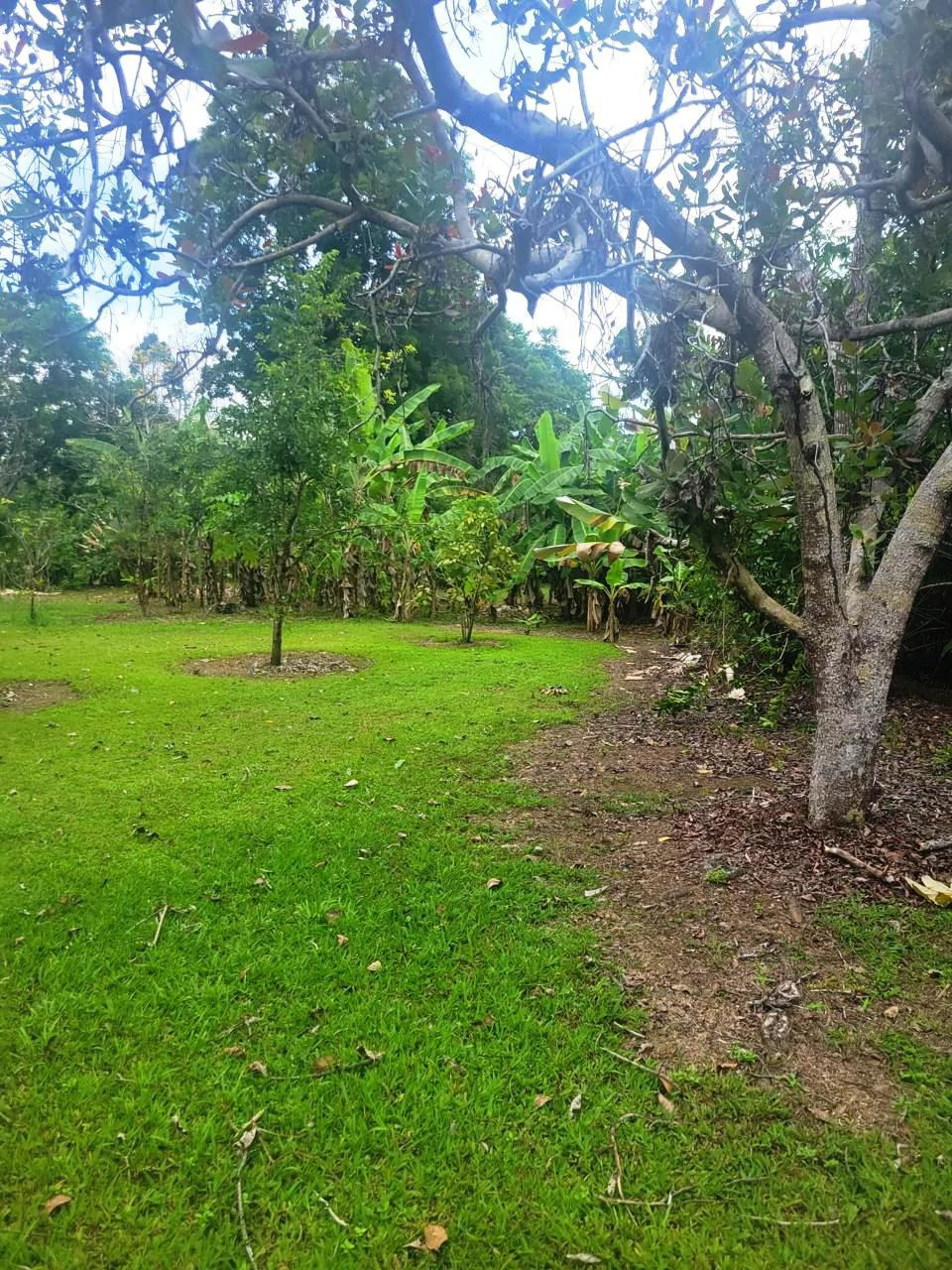 Tropical Fruit Farm in Playa Cañaza Build Your Dream Home in Paradise - Gallery image 13