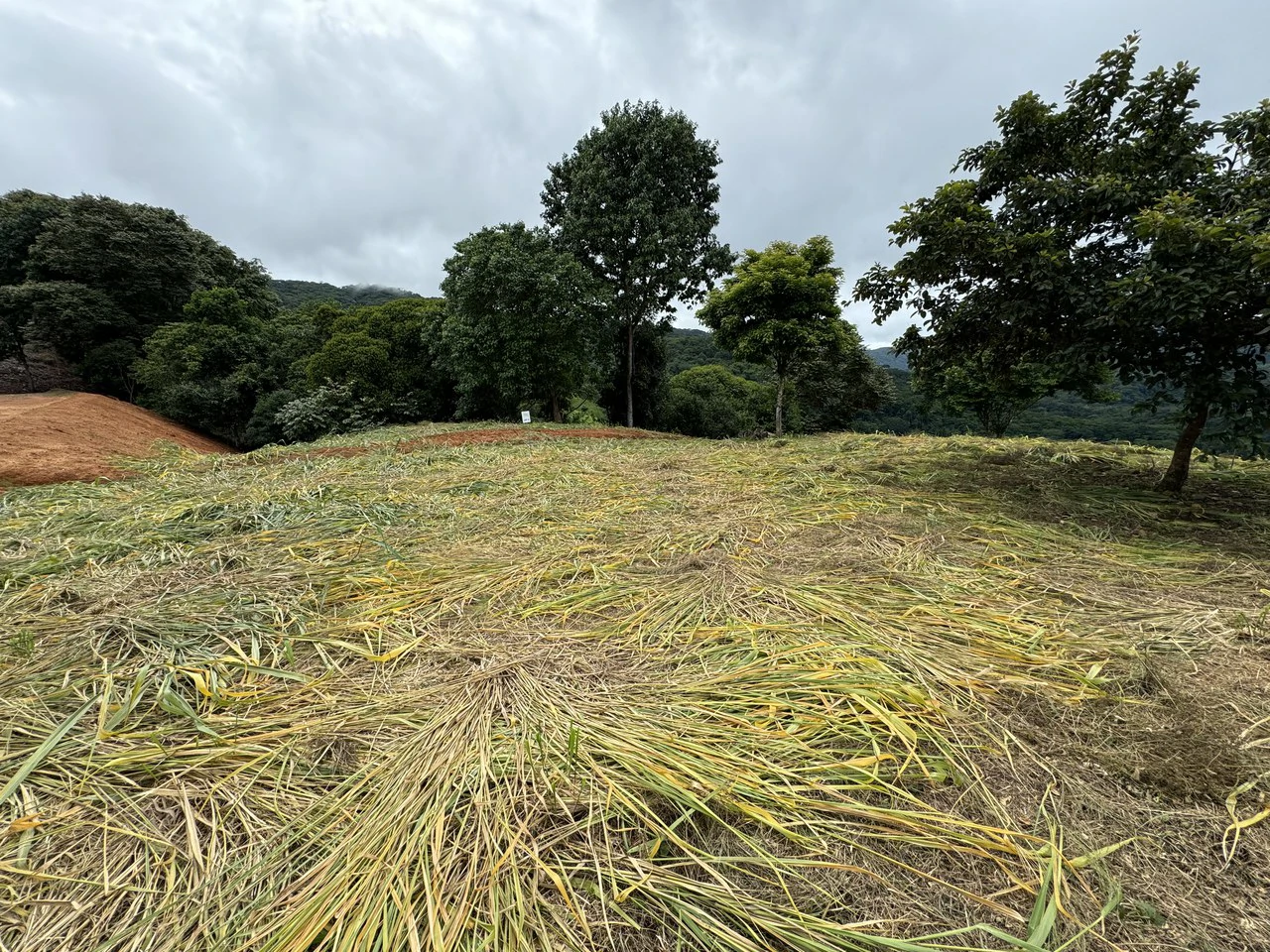 Playa Dominical Mountain Farming Property - Gallery image 14