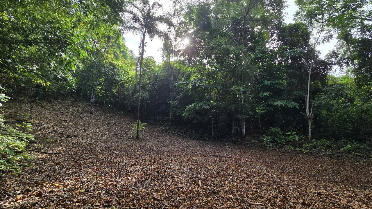 FINCA EN BARÚ GUSTAVO-149760: Mountain Agricultural Land For Sale in Barú - Gallery image 5