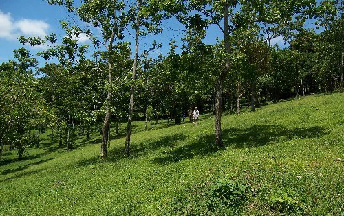 La Foresta: Beautiful Building Lot of 3+ acres in 2 plots, private and quiet setting, lake view, large trees, SELLER will pay closing costs ! - Gallery image 4