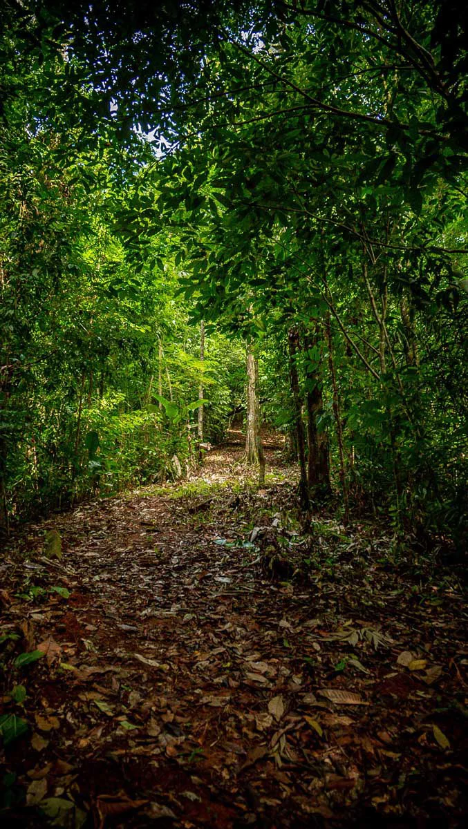 Rincon Massive Acreage and Gulf of Dulce Views - Gallery image 17
