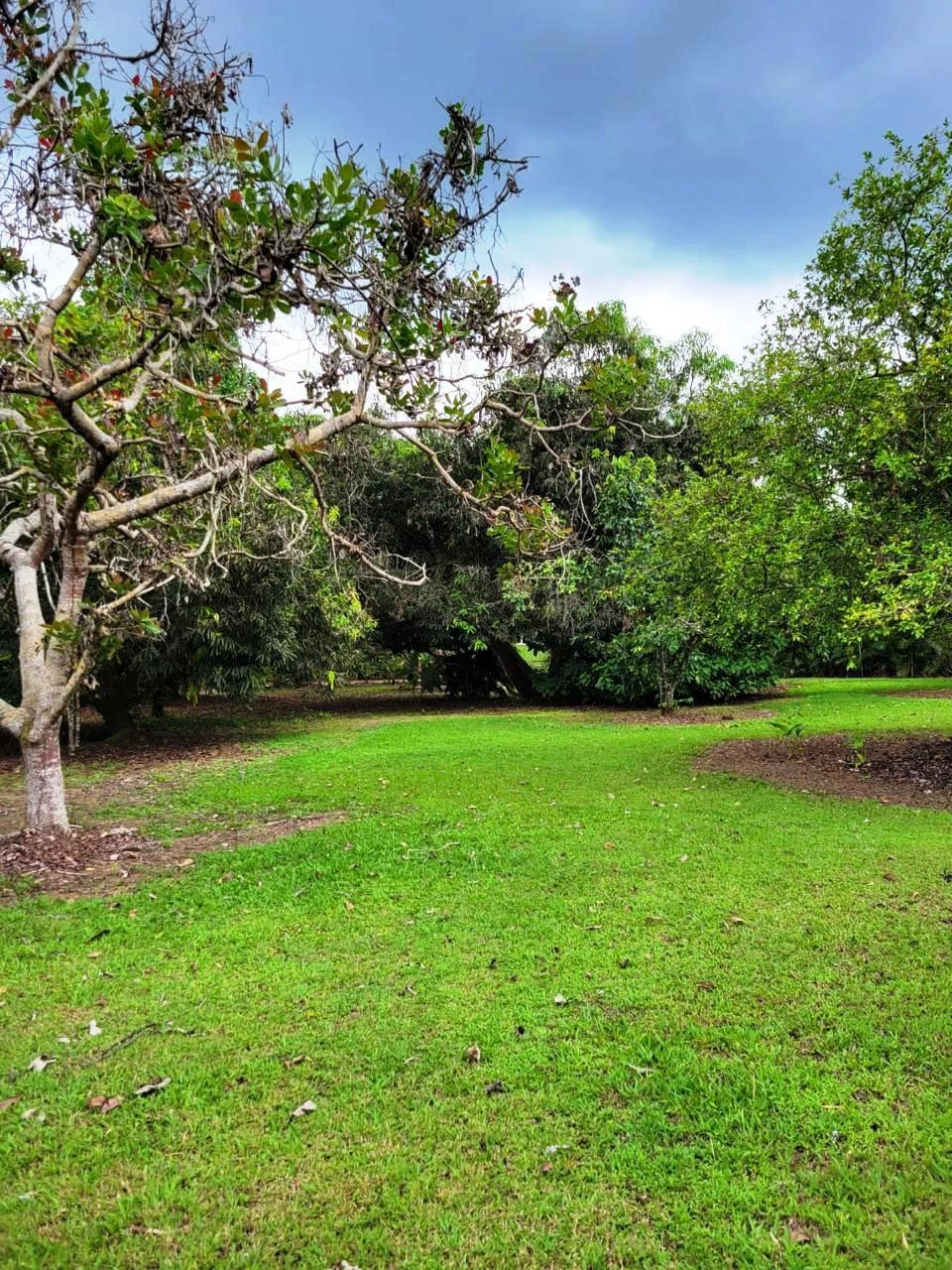 Tropical Fruit Farm in Playa Cañaza Build Your Dream Home in Paradise - Gallery image 4