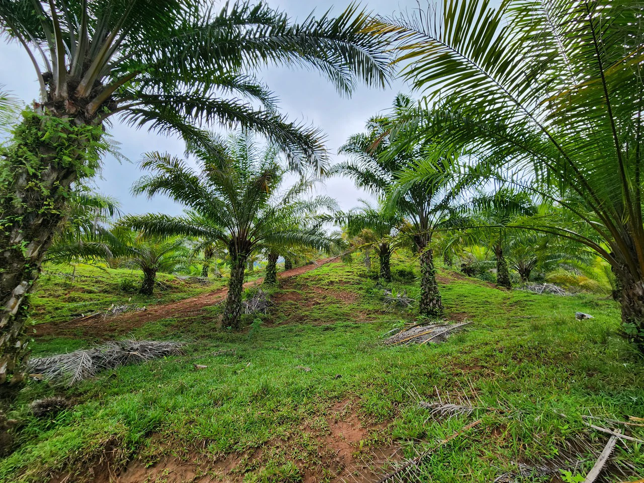 PRIME PARRITA FARM FOR SALE - Gallery image 25