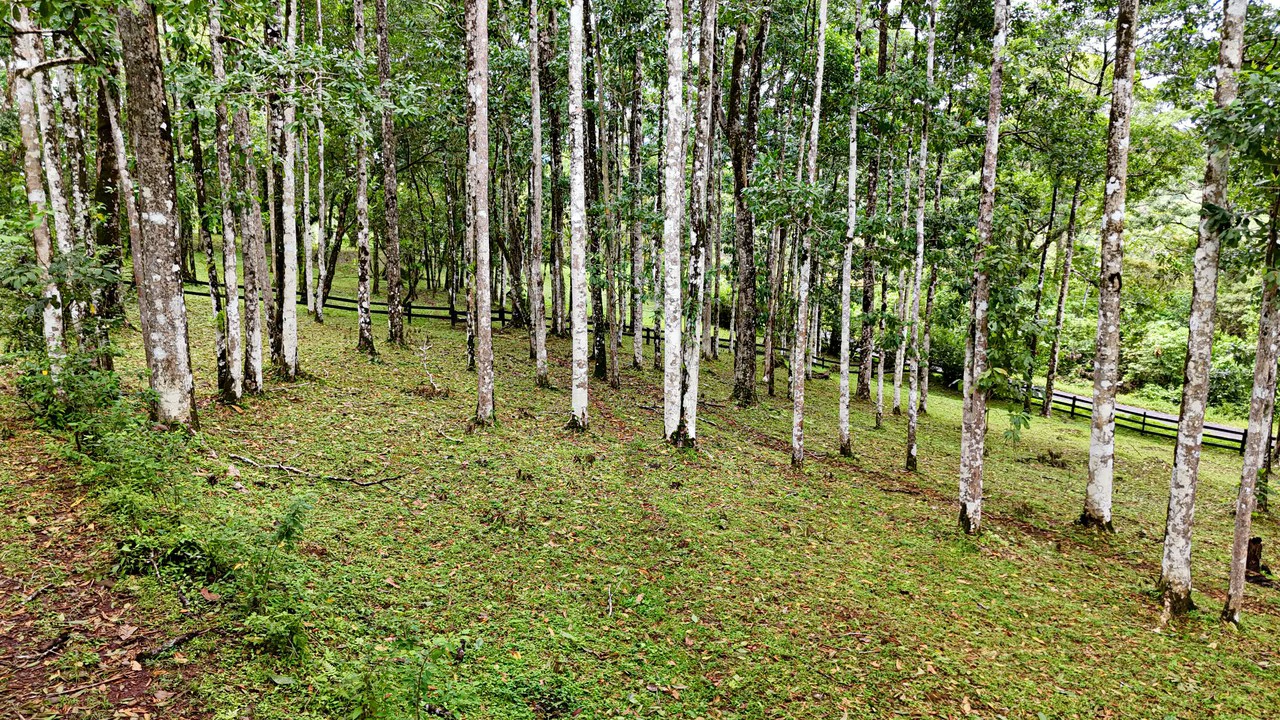 Finca Macadamia: 154-acre Rainforest Paradise with two Houses and Trails! - Gallery image 14