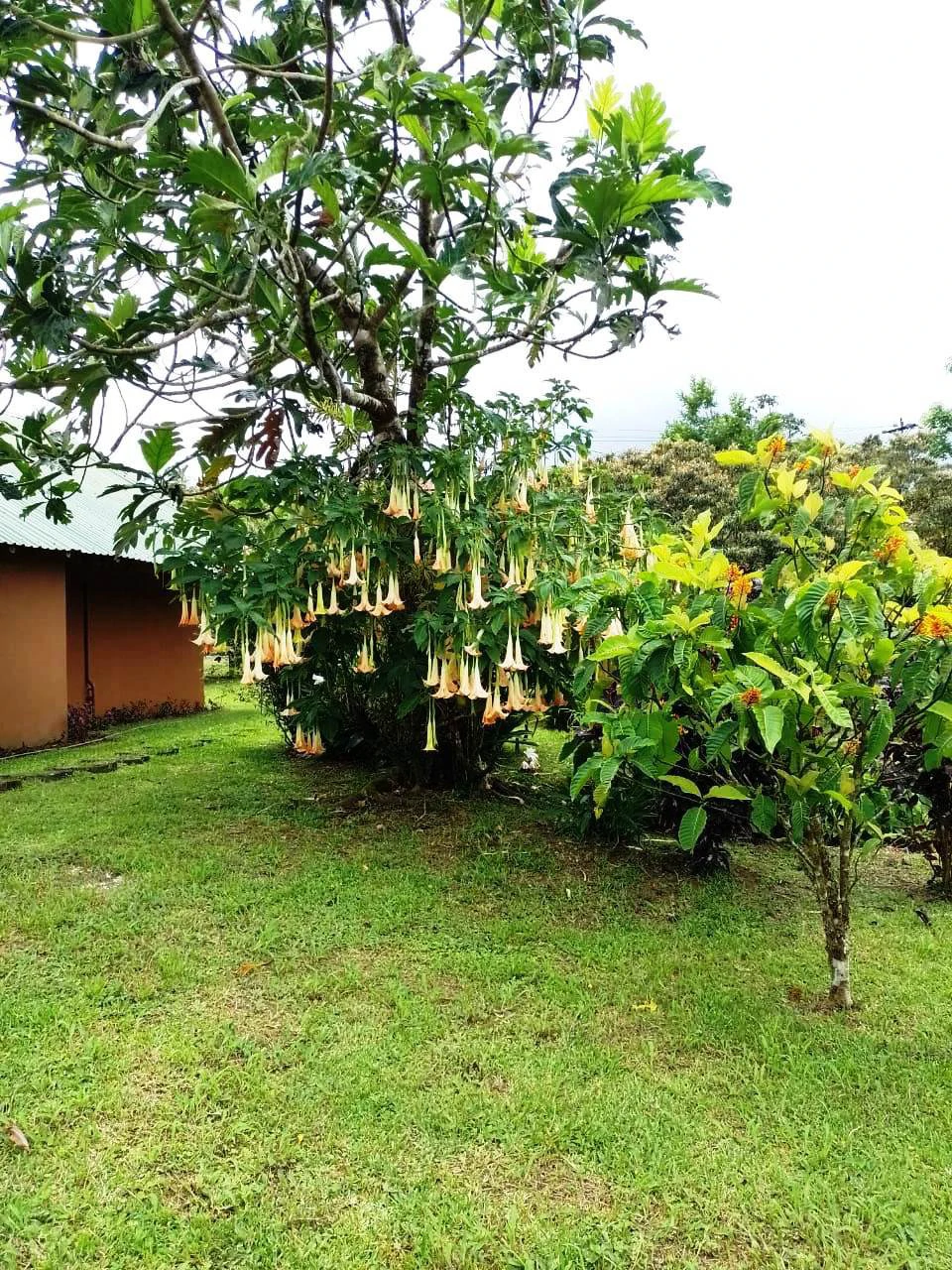 CHALET DEL LAGO - Beautiful A-Frame home in tropical garden - Gallery image 34