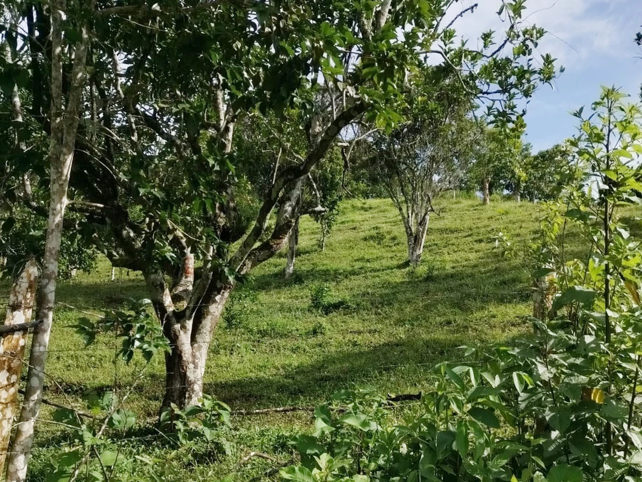 Beautiful Farm in La Guaria with Endless Opportunities! - Gallery image 6