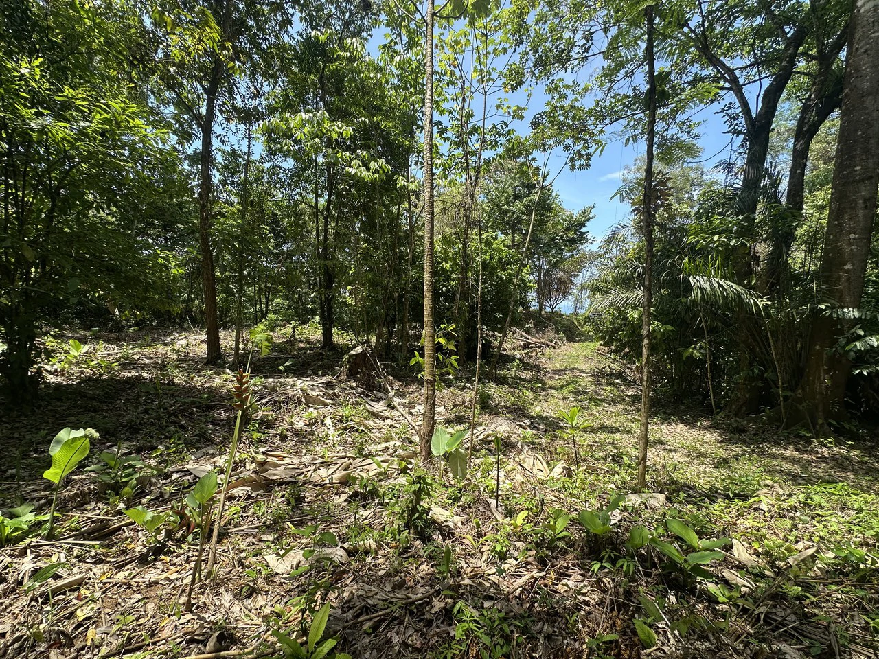 Ocean View Estate Lot with Private Waterfall – Uvita - Gallery image 17