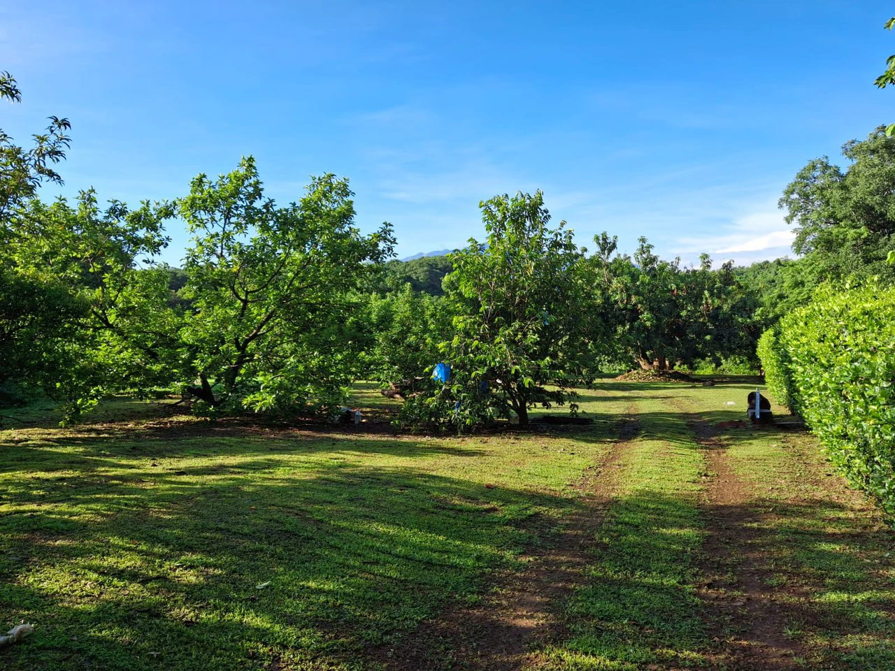 Profitable Finca...Multi USE property with Muni Approval - Gallery image 5