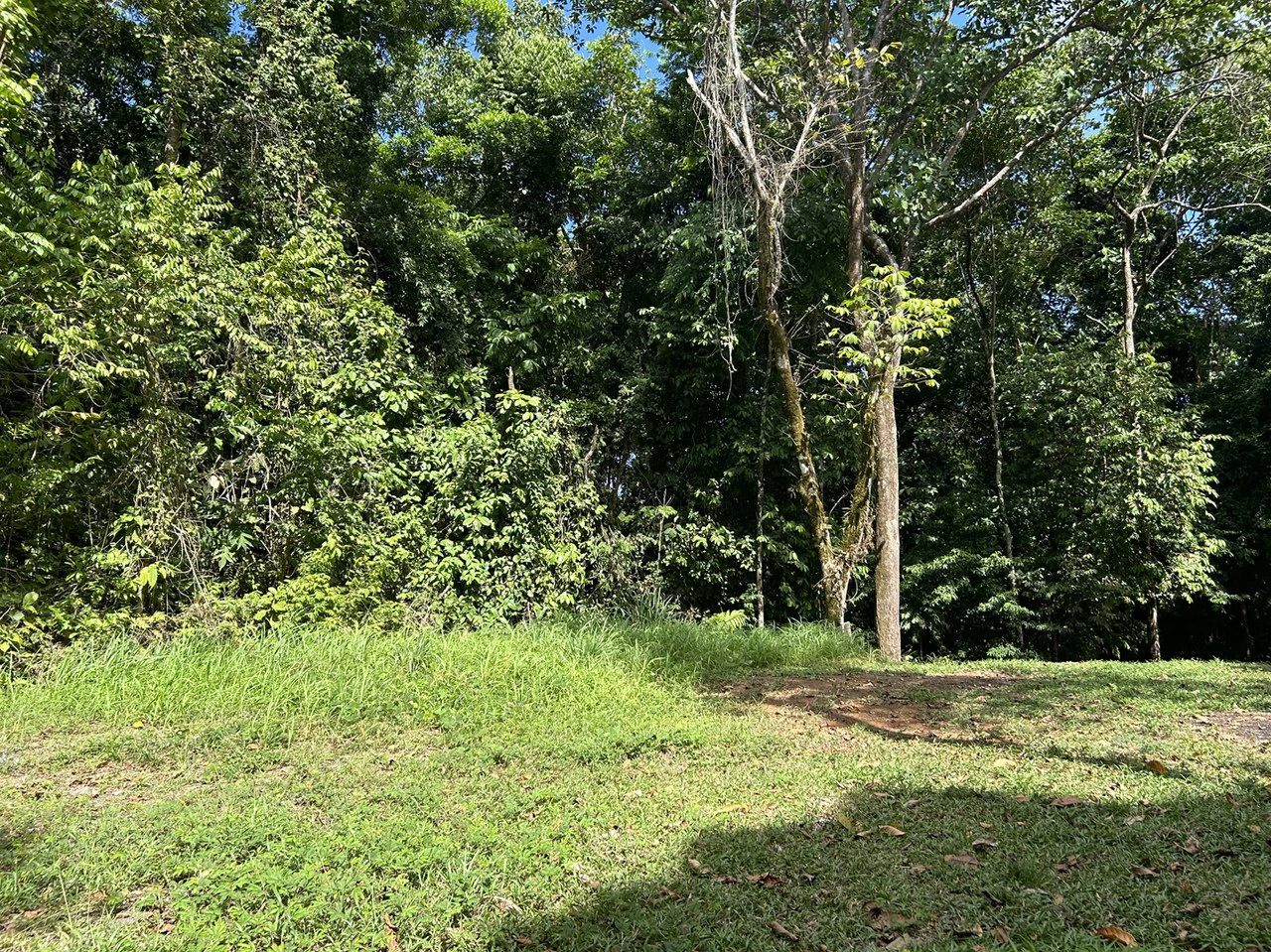 Cabo Matapalo: Jungle View Lot Priced To Sell! - Gallery image 11