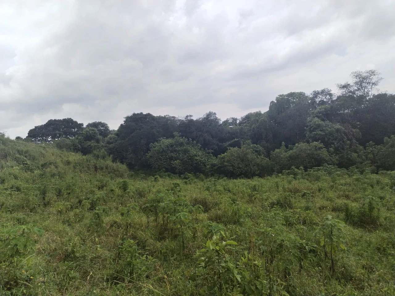 Farm in Desamparados, Alajuela: Ideal for Developers with Permits and Potential for 46 Lots - Gallery image 4