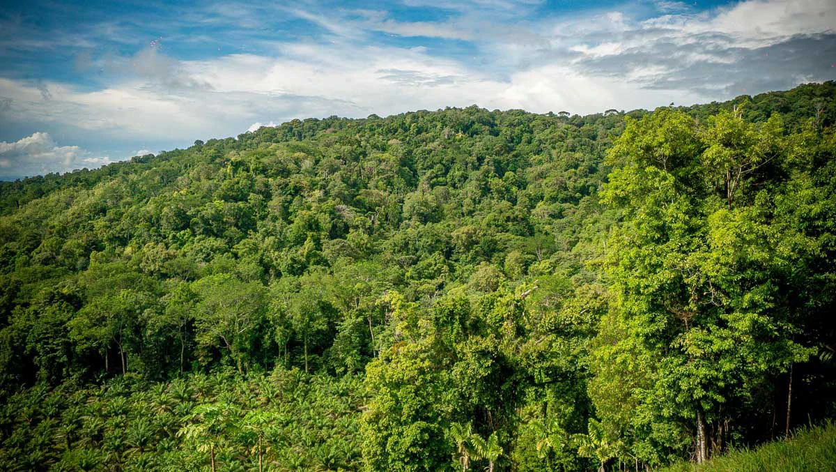 Rincon Massive Acreage and Gulf of Dulce Views - Gallery image 10