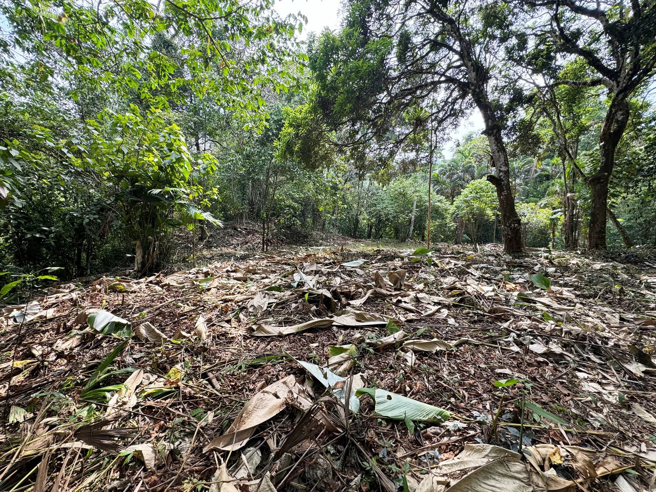 1 Acre Jungle Lot with River in Playa Dominical - Gallery image 7