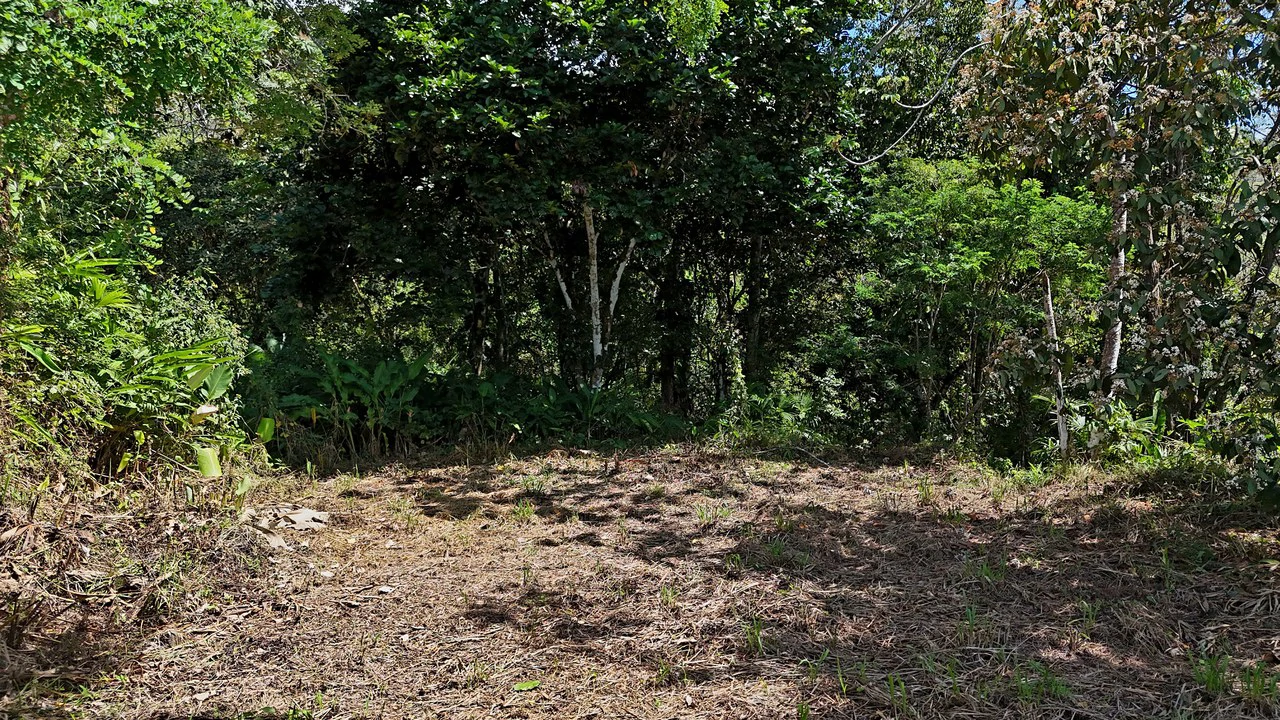 Ocean View Property with Plantel and Trails in Hatillo – Ready to Build: Mountain Home Construction Site For Sale in Hatillo - Gallery image 3