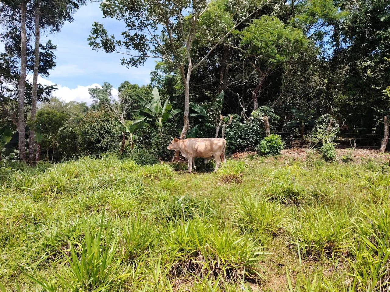 Lote en venta-ubicado en San Juan Bosco, Perez Zeledon: Mountain Home Construction Site For Sale in Daniel Flores - Gallery image 3