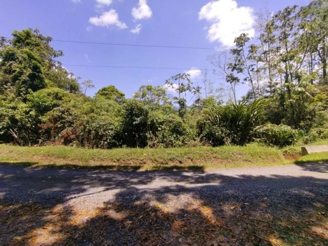 Cacao farm for sale, close to the Jungle Mountains of Bijagua,  with river frontage in a beautiful valley and soft rolling hills - Gallery image 5