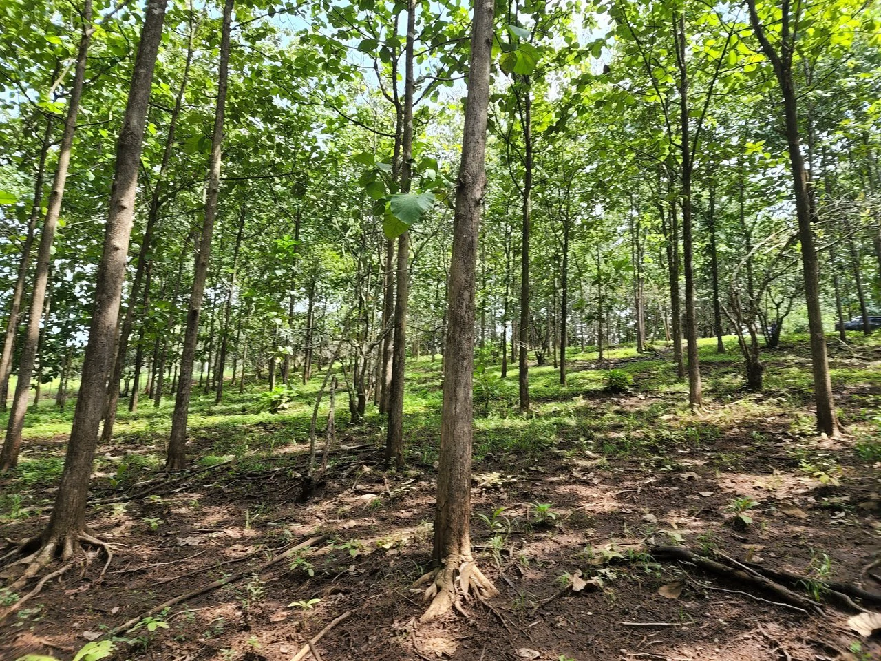 INVEST IN A TEAK PLANTATION FOR 25 YEARS - Gallery image 7