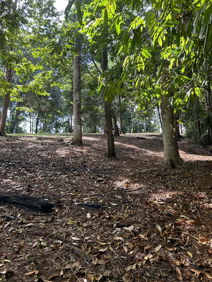 Cabo Matapalo: Jungle View Lot Priced To Sell! - Gallery image 26