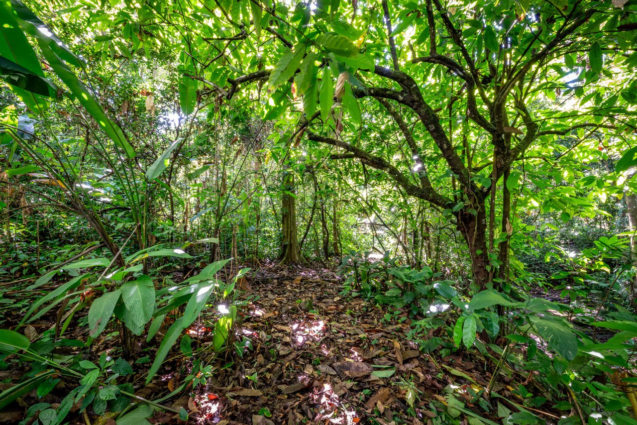 Surfers Paradise! Two Usable Lots for Building in Playa Hermosa Near Uvita!!: Mountain Home Construction Site For Sale in Playa Hermosa - Gallery image 11