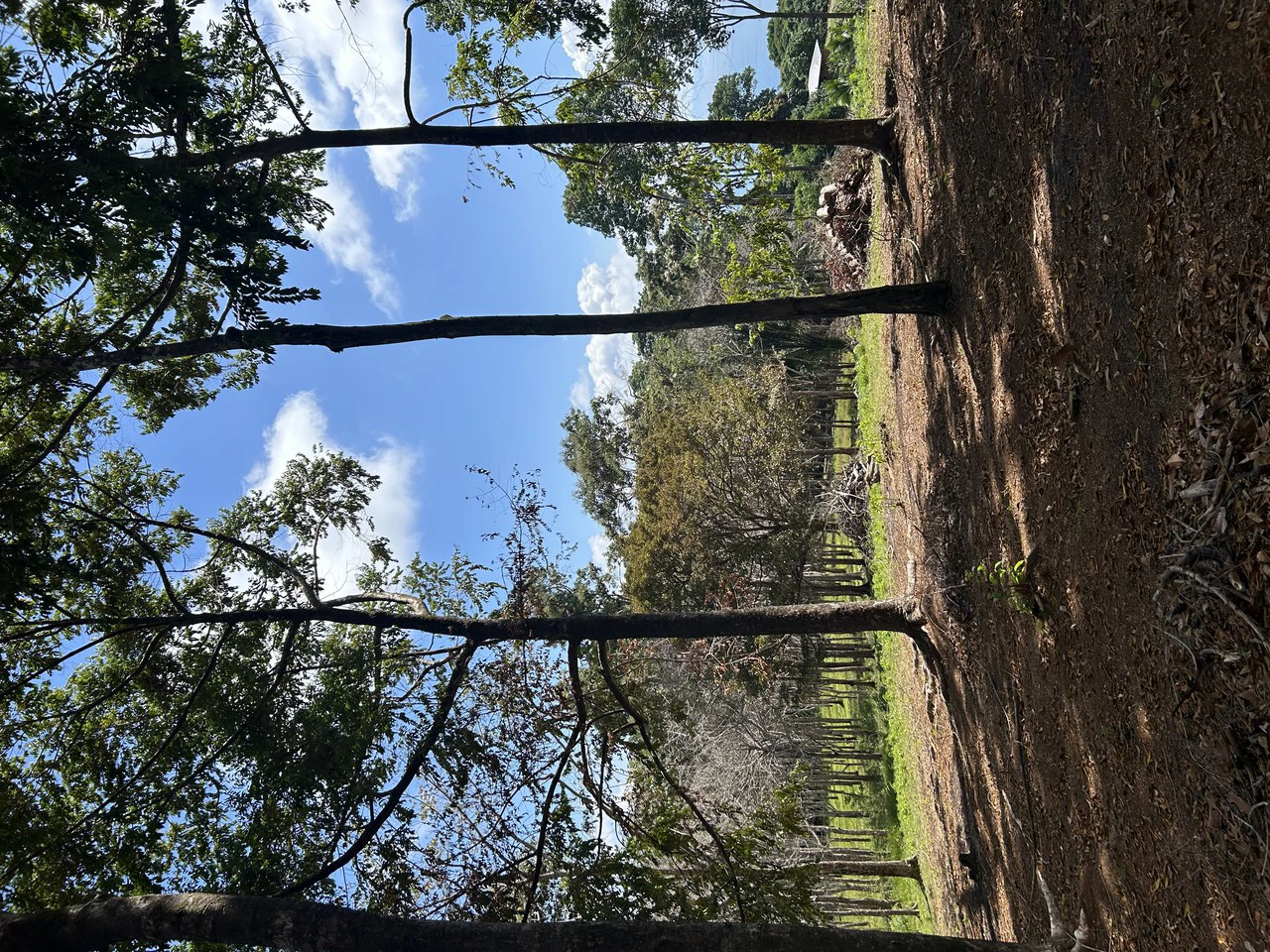 Cabo Matapalo:  3.8 Acre Ocean View Lot In Peninsula De Osa, Golfo Dulce - Gallery image 26