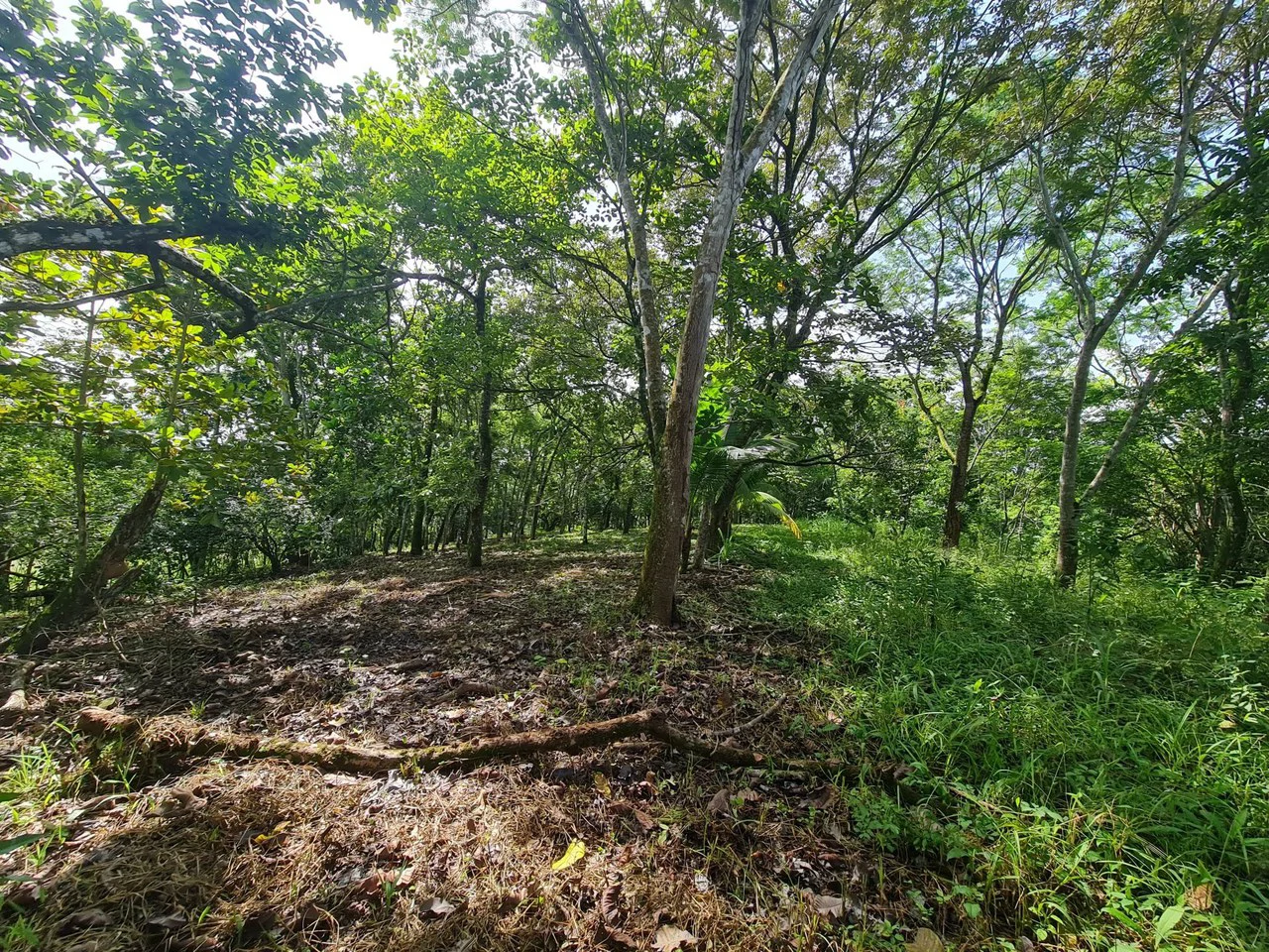 Near the Coast Agricultural Land For Sale in Orotina - Gallery image 11