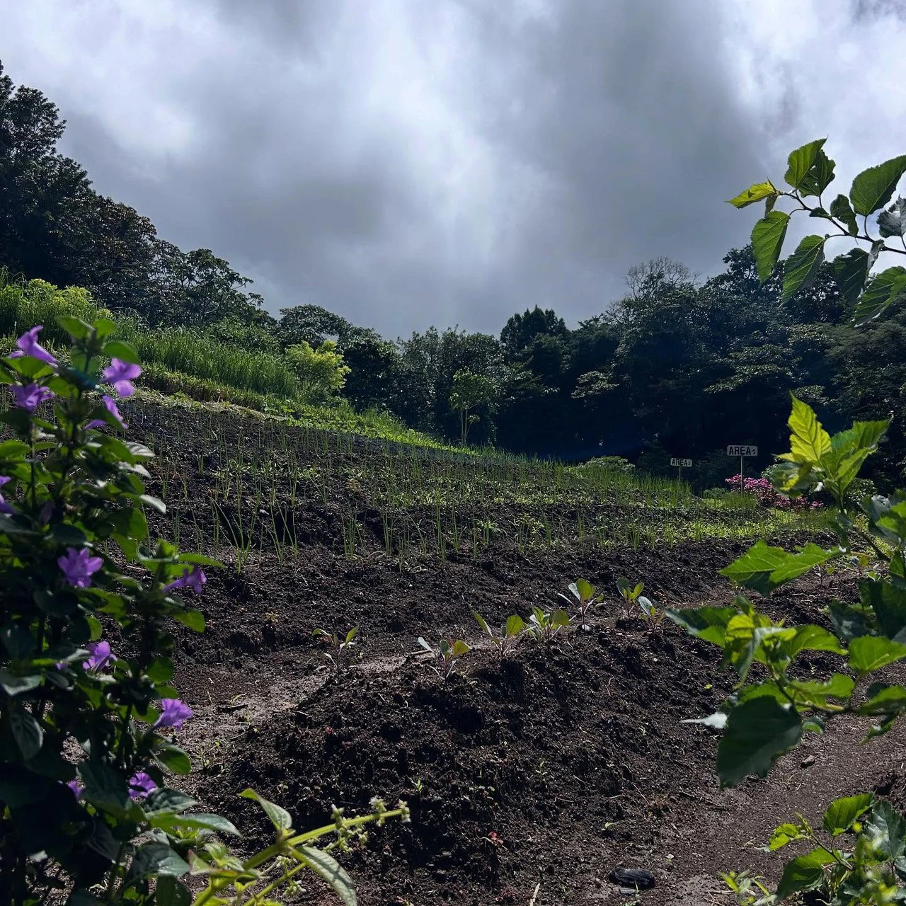 NATURES BOUNTY - Certified Organic Farm - Gallery image 37