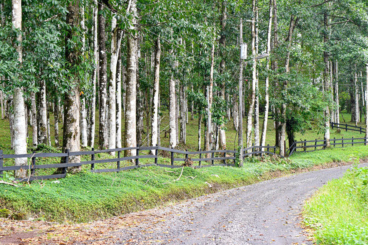 Finca Macadamia: 154-acre Rainforest Paradise with two Houses and Trails! - Gallery image 10